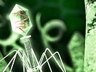 В кишечной микрофлоре половины населения Земли нашли новый вирус