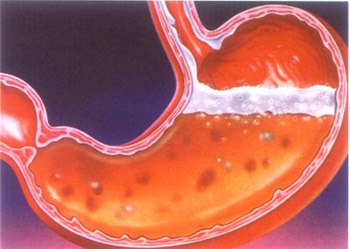 Клеточное обновление в слизистой оболочке желудка и кишечника