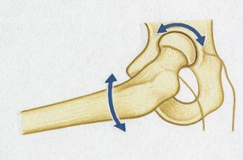 Анатомия и функции суставов