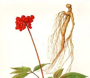 Женьшень обыкновенный, лечение женьшенем