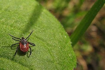 Меры безопасности против клещевого энцефалита