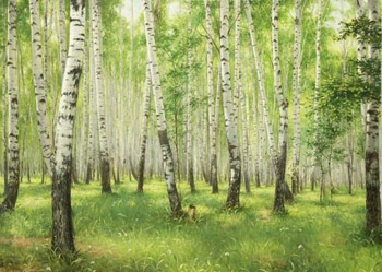 Удивительный лечебный дар русской берёзы