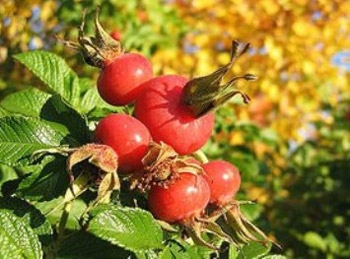 Шиповник лечит