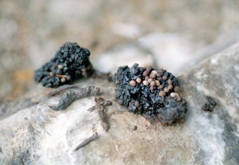 Мумиё – чудодейственный горный бальзам