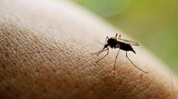 Как бороться с кровожадными насекомыми